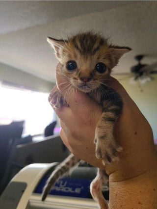 Illustration de l'article : Âgé de quelques jours, ce chaton frêle et gravement blessé montre un esprit combatif incroyable (vidéo)