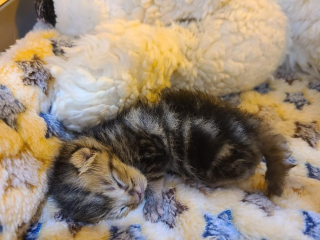 Illustration de l'article : Âgé de quelques jours, ce chaton frêle et gravement blessé montre un esprit combatif incroyable (vidéo)