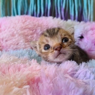 Illustration de l'article : Âgé de quelques jours, ce chaton frêle et gravement blessé montre un esprit combatif incroyable (vidéo)