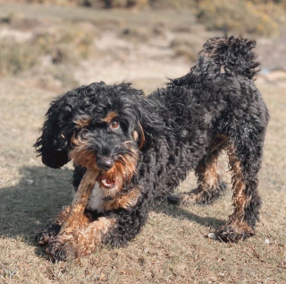 Illustration de l'article : Une jeune femme porte secours à un chiot éjecté d'une voiture. Un an plus tard, il la sauve à son tour