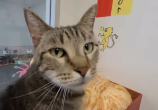 Illustration de l'article : Un refuge rebaptisé en l'honneur d'une jeune passionnée de chats et de Harry Potter victime d'une fusillade