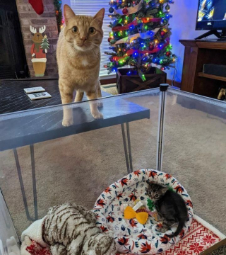 Illustration de l'article : Bénévoles, chats et chiens d'un même foyer se relaient pour aider un minuscule chaton malade à remonter la pente