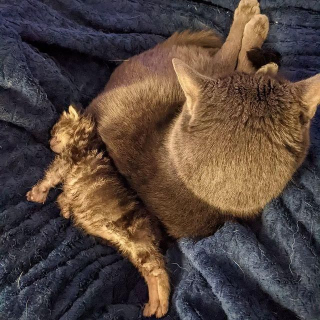 Illustration de l'article : Bénévoles, chats et chiens d'un même foyer se relaient pour aider un minuscule chaton malade à remonter la pente