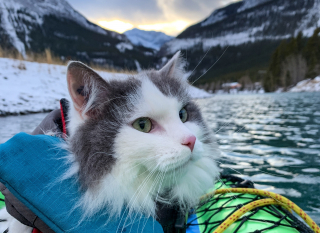 Illustration de l'article : Blessé et placé en refuge, un chaton conquiert le cœur d'un skieur qui lui offre une nouvelle vie riche en aventures (vidéo)