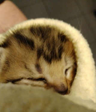 Illustration de l'article : Le destin miraculeux d'un chaton abandonné dans un carton qui risquait de passer à la broyeuse