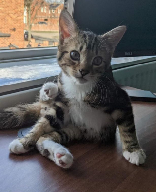 Illustration de l'article : Le destin miraculeux d'un chaton abandonné dans un carton qui risquait de passer à la broyeuse