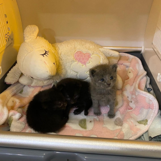 Illustration de l'article : Placé en famille d'accueil, ce chaton squelettique rebondit sur ses pattes et réconforte les autres félins en détresse