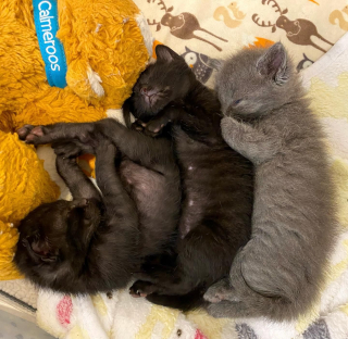 Illustration de l'article : Placé en famille d'accueil, ce chaton squelettique rebondit sur ses pattes et réconforte les autres félins en détresse