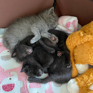 Illustration de l'article : Placé en famille d'accueil, ce chaton squelettique rebondit sur ses pattes et réconforte les autres félins en détresse