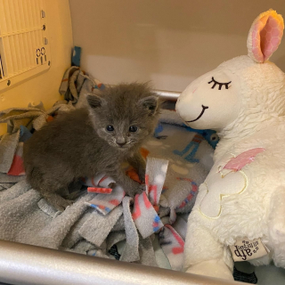 Illustration de l'article : Placé en famille d'accueil, ce chaton squelettique rebondit sur ses pattes et réconforte les autres félins en détresse