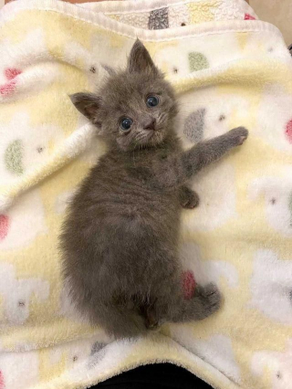 Illustration de l'article : Placé en famille d'accueil, ce chaton squelettique rebondit sur ses pattes et réconforte les autres félins en détresse