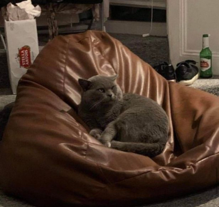 Illustration de l'article : Connu et apprécié de ses voisins, ce chat vadrouilleur devient la mascotte du quartier !