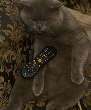 Illustration de l'article : Connu et apprécié de ses voisins, ce chat vadrouilleur devient la mascotte du quartier !