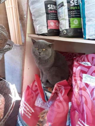 Illustration de l'article : Connu et apprécié de ses voisins, ce chat vadrouilleur devient la mascotte du quartier !