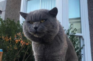 Illustration de l'article : Connu et apprécié de ses voisins, ce chat vadrouilleur devient la mascotte du quartier !