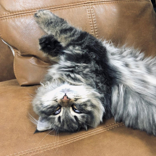 Illustration de l'article : 20 photos d'un chat faisant sensation sur Internet grâce à ses expressions faciales drôles et mignonnes