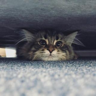 Illustration de l'article : 20 photos d'un chat faisant sensation sur Internet grâce à ses expressions faciales drôles et mignonnes