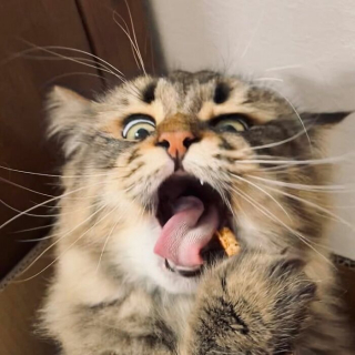 Illustration de l'article : 20 photos d'un chat faisant sensation sur Internet grâce à ses expressions faciales drôles et mignonnes