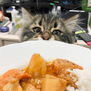 Illustration de l'article : 20 photos d'un chat faisant sensation sur Internet grâce à ses expressions faciales drôles et mignonnes