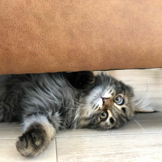 Illustration de l'article : 20 photos d'un chat faisant sensation sur Internet grâce à ses expressions faciales drôles et mignonnes