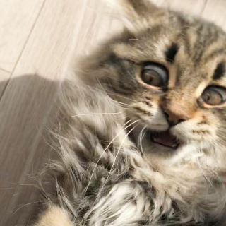 Illustration de l'article : 20 photos d'un chat faisant sensation sur Internet grâce à ses expressions faciales drôles et mignonnes