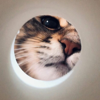 Illustration de l'article : 20 photos d'un chat faisant sensation sur Internet grâce à ses expressions faciales drôles et mignonnes