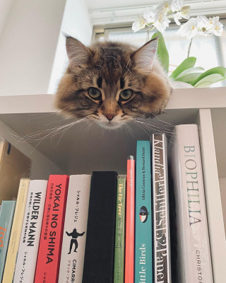 Illustration de l'article : 20 photos d'un chat faisant sensation sur Internet grâce à ses expressions faciales drôles et mignonnes