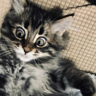 Illustration de l'article : 20 photos d'un chat faisant sensation sur Internet grâce à ses expressions faciales drôles et mignonnes