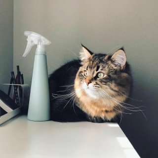 Illustration de l'article : 20 photos d'un chat faisant sensation sur Internet grâce à ses expressions faciales drôles et mignonnes