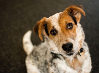 Illustration de l'article : 10 chiens qui ont battu des records de longévité