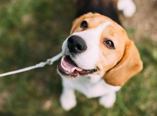 Illustration de l'article : 10 chiens qui ont battu des records de longévité