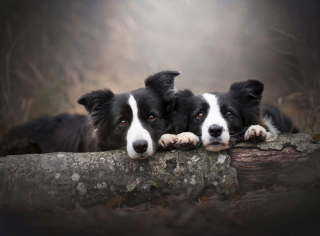 Illustration de l'article : 10 chiens qui ont battu des records de longévité