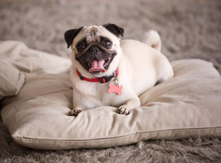 Illustration de l'article : 10 chiens qui ont battu des records de longévité