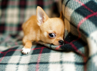 Illustration de l'article : 10 chiens qui ont battu des records de longévité