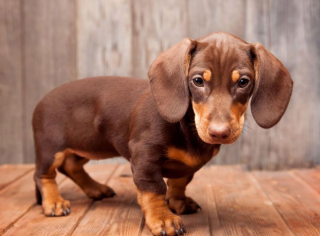 Illustration de l'article : 10 chiens qui ont battu des records de longévité