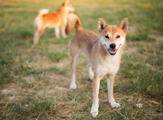 Illustration de l'article : 10 chiens qui ont battu des records de longévité