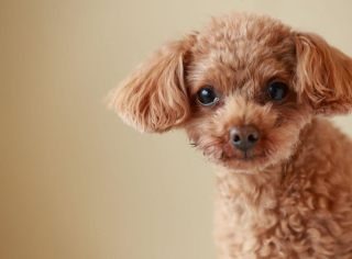 Illustration de l'article : 10 chiens qui ont battu des records de longévité