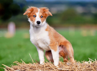 Illustration de l'article : 10 chiens qui ont battu des records de longévité