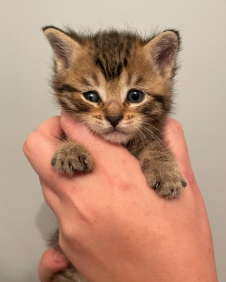 Illustration de l'article : Un chaton qui a toujours connu la solitude découvre le sens du mot « amitié » grâce à des chiens (vidéo)