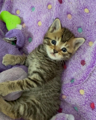 Illustration de l'article : Un chaton qui a toujours connu la solitude découvre le sens du mot « amitié » grâce à des chiens (vidéo)