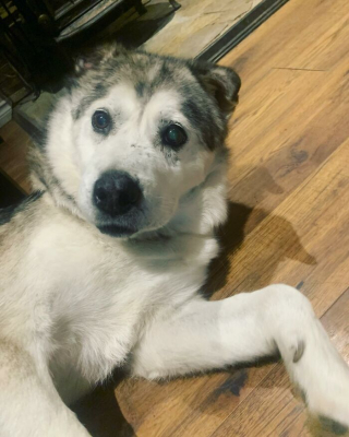 Illustration de l'article : Un pilote d'avion fait une promesse importante à un chien senior dont « l'âme est brisée » et change sa vie