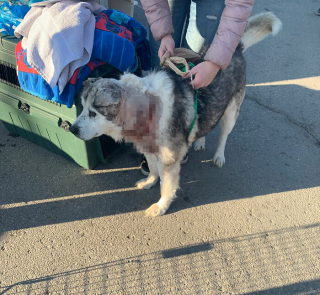 Illustration de l'article : Un pilote d'avion fait une promesse importante à un chien senior dont « l'âme est brisée » et change sa vie