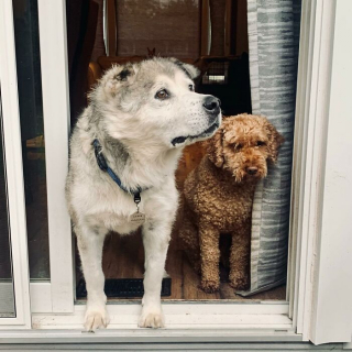 Illustration de l'article : Un pilote d'avion fait une promesse importante à un chien senior dont « l'âme est brisée » et change sa vie