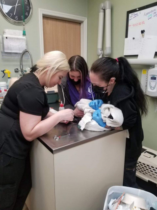 Illustration de l'article : Pompiers et bénévoles unissent leurs forces pour sauver 100 chats piégés à l'intérieur d'une maison en flammes 