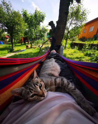 Illustration de l'article : 9 photos de chats et de chiens qui rempliront de joie votre coeur