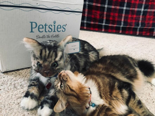 Illustration de l'article : 20 photos d'animaux ayant trouvé leur sosie sous forme de peluche