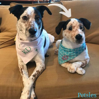 Illustration de l'article : 20 photos d'animaux ayant trouvé leur sosie sous forme de peluche