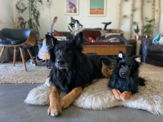 Illustration de l'article : 20 photos d'animaux ayant trouvé leur sosie sous forme de peluche