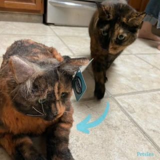 Illustration de l'article : 20 photos d'animaux ayant trouvé leur sosie sous forme de peluche