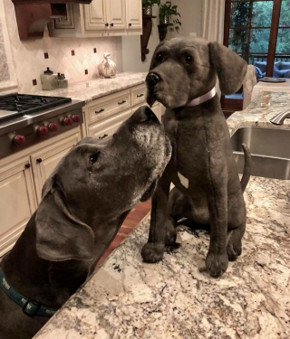 Illustration de l'article : 20 photos d'animaux ayant trouvé leur sosie sous forme de peluche